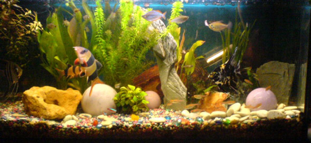 20 gallons freshwater fish tank (mostly fish and non-living decorations) - So this is it......hope you like it!
