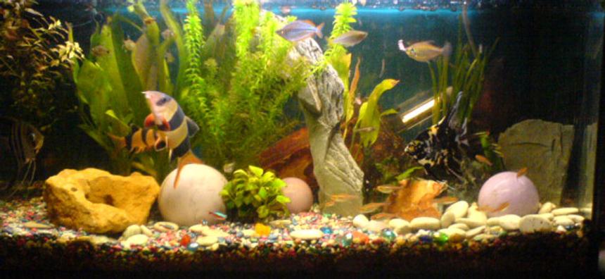 Rated #187: 20 Gallons Freshwater Fish Tank - So this is it......hope you like it!