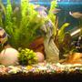 20 gallons freshwater fish tank (mostly fish and non-living decorations) - So this is it......hope you like it!