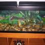 50 gallons freshwater fish tank (mostly fish and non-living decorations) - this is my tank