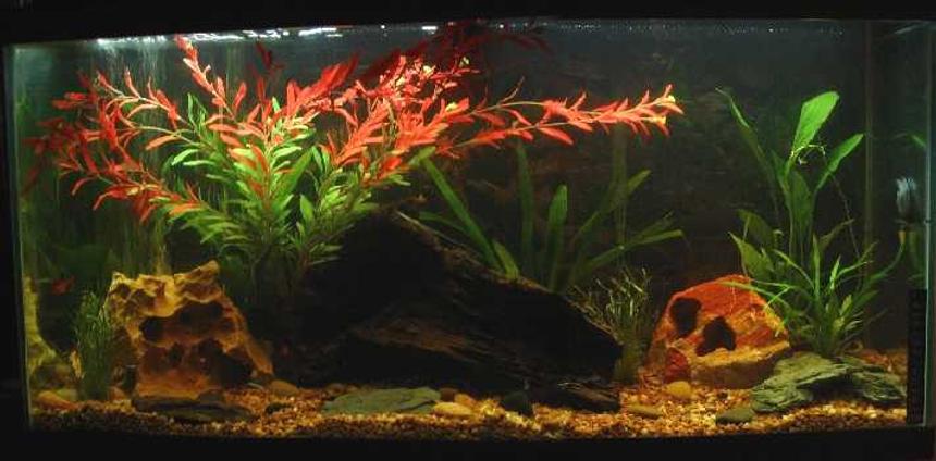 Rated #168: 30 Gallons Freshwater Fish Tank - 30g Freshwater tank.