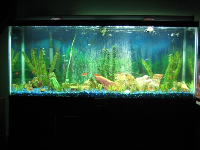 55 gallons freshwater fish tank (mostly fish and non-living decorations) - My 55 gallon freshwater running on a budget.