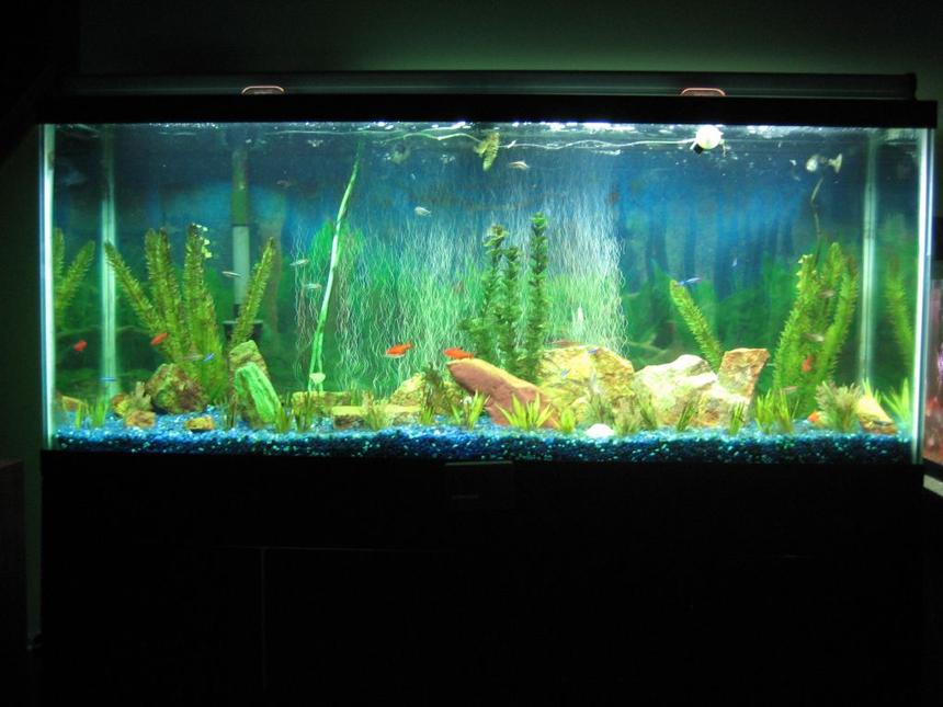Rated #258: 55 Gallons Freshwater Fish Tank - My 55 gallon freshwater running on a budget.