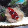 saltwater fish - premnas biaculeatus - maroon clownfish stocking in 67 gallons tank - Maroon Clownfish