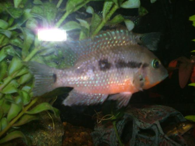 freshwater fish - thorichthys meeki - firemouth cichlid stocking in 29 gallons tank - picture of my male firemouth