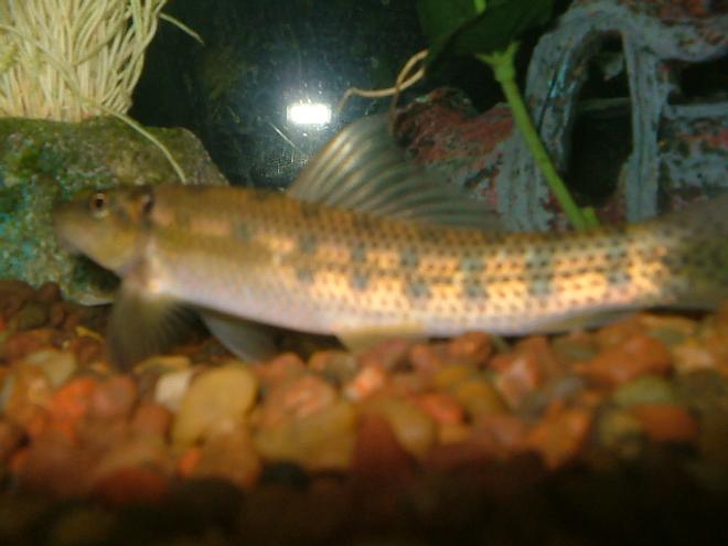 freshwater fish - gyrinocheilos aymonieri - chinese algae eater stocking in 29 gallons tank - my chinese algae eater tail not pictured