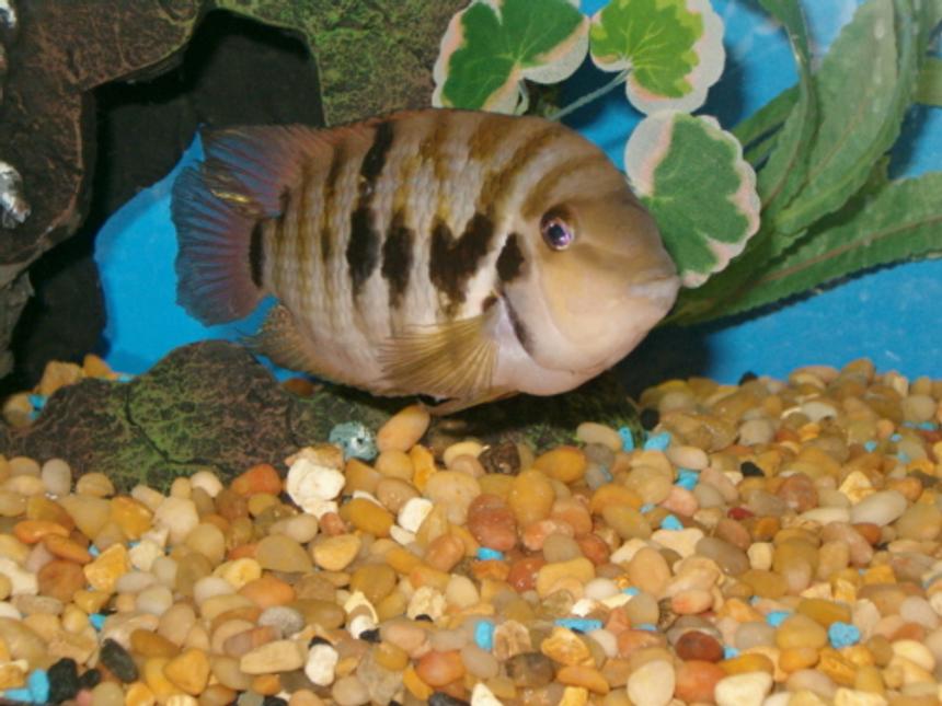 Rated #1697: Freshwater Fish - Archocentrus Nigrofasciatus - Black Convict Cichlid Stocking In 20 Gallons Tank - "jack" - my new convict cichlid. 20 gallon tall.