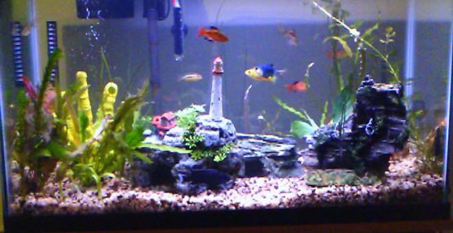 29 gallons freshwater fish tank (mostly fish and non-living decorations) - You can see it, no need to describe it.