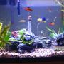 29 gallons freshwater fish tank (mostly fish and non-living decorations) - You can see it, no need to describe it.