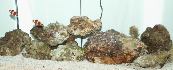 37 gallons saltwater fish tank (mostly fish, little/no live coral) - Just the beginning of my new salt water tank.  Just added the clowns and the coral.  Hope to be adding more and more and more!!!!!