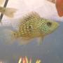 freshwater fish - herichthys cynoguttatus - texas cichlid stocking in 29 gallons tank - my texas chiclid