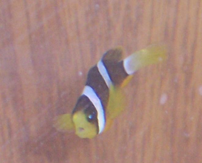 saltwater fish - amphiprion clarkii - clarkii clownfish stocking in 10 gallons tank - Clarkii clown