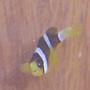 saltwater fish - amphiprion clarkii - clarkii clownfish stocking in 10 gallons tank - Clarkii clown