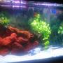 90 gallons freshwater fish tank (mostly fish and non-living decorations) - 90 gallons