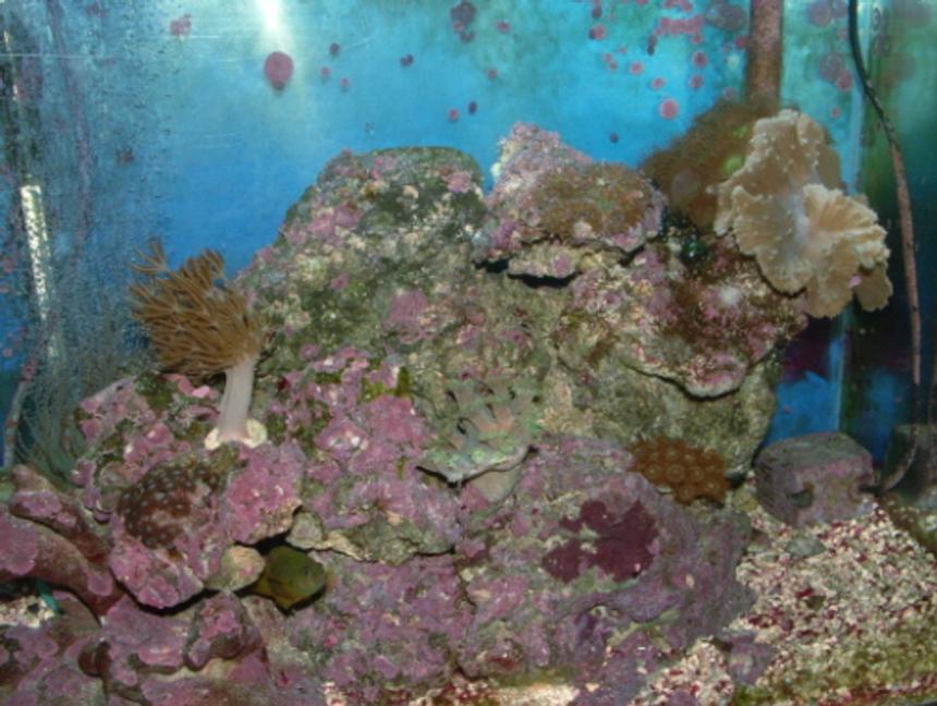 Rated #163: 20 Gallons Reef Tank - out of a doz. pics this is the best one