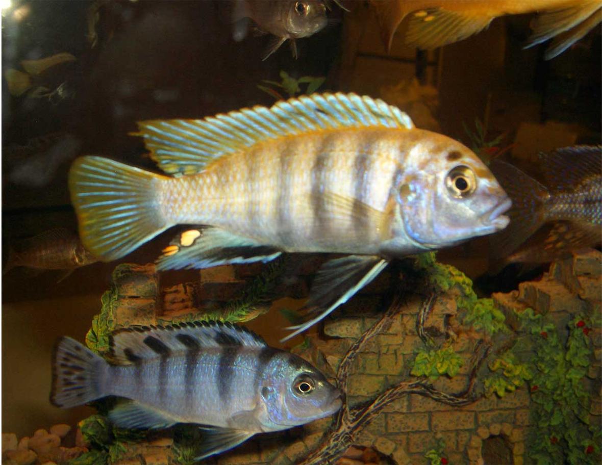 freshwater fish - labidochromis sp. - hongi stocking in 33 gallons tank - my fav in my cichlid tank!