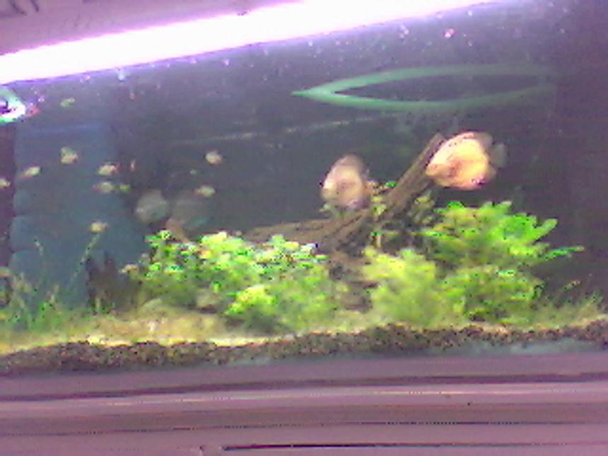 Rated #177: 65 Gallons Planted Tank - ...