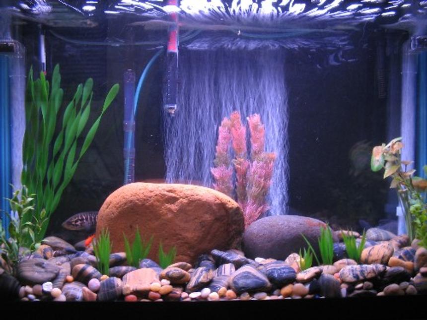 Rated #147: 29 Gallons Freshwater Fish Tank - This is my tank, i recently changed the rocks to these larger polished river rocks.  This picture was taken a few days ago before I added my gourami's