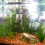 25 gallons freshwater fish tank (mostly fish and non-living decorations) - 25 gallons. A little overcrowed with little fish...