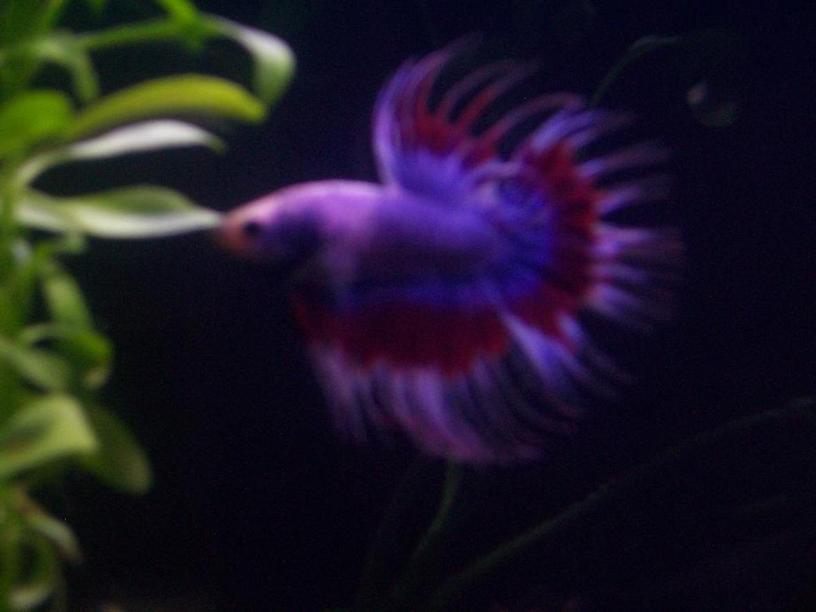 freshwater fish - betta splendens - crown tail betta stocking in 30 gallons tank - this is Bruce my crown tail betta in my 10 gall, its a litle blurry but you can see what i want you to see . he can kick your betta's butt