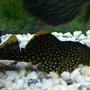 freshwater fish - baryancistrus sp. - gold nugget pleco (l-18) stocking in 100 gallons tank - Gold Nugget Pleco ( L18 )