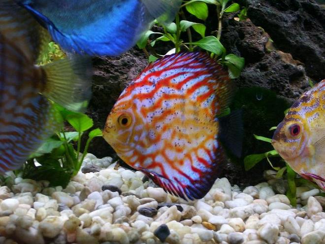 freshwater fish - symphysodon sp. - royal red discus stocking in 100 gallons tank - Discus