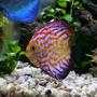 freshwater fish - symphysodon sp. - royal red discus stocking in 100 gallons tank - Discus
