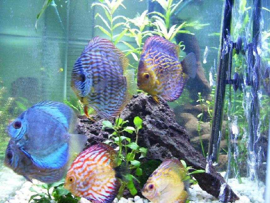 Rated #29: Freshwater Fish - Symphysodon Spp. - Neon Blue Discus Stocking In 100 Gallons Tank - All of my discus