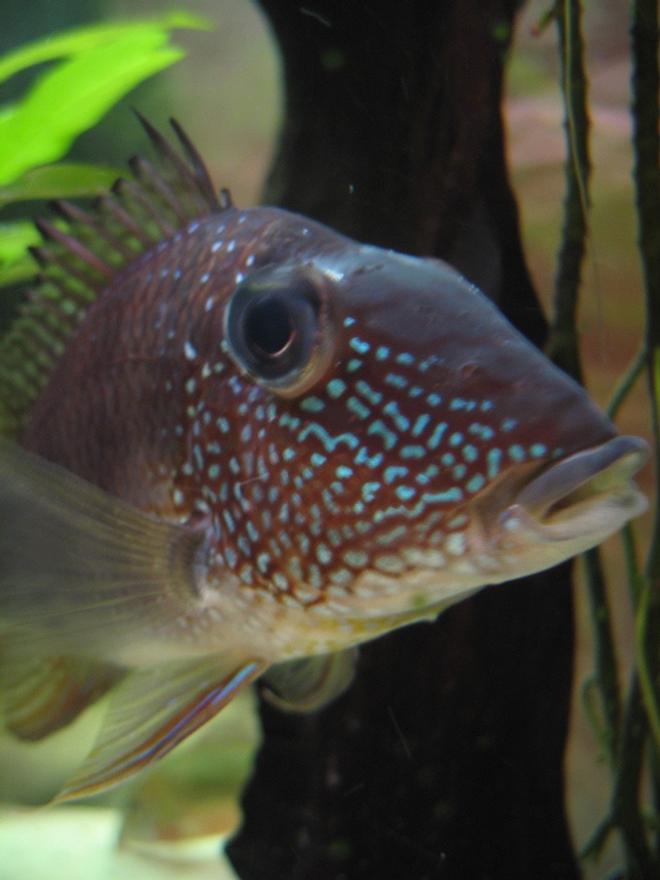 freshwater fish - gymnogeophagus surinamensis - surinamen geophagus stocking in 40 gallons tank - this is typical of my fish - heading fora single species tank of geophagus.