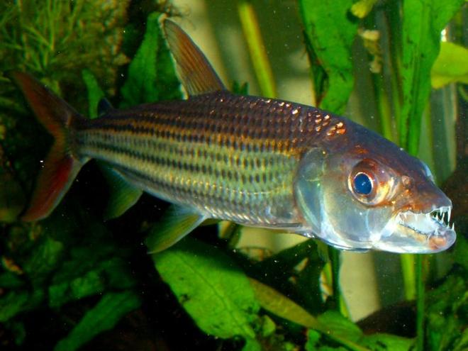 freshwater fish - crossocheilus siamensis - siamese flying fox stocking in 80 gallons tank - African Tiger Fish