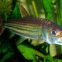 freshwater fish - crossocheilus siamensis - siamese flying fox stocking in 80 gallons tank - African Tiger Fish