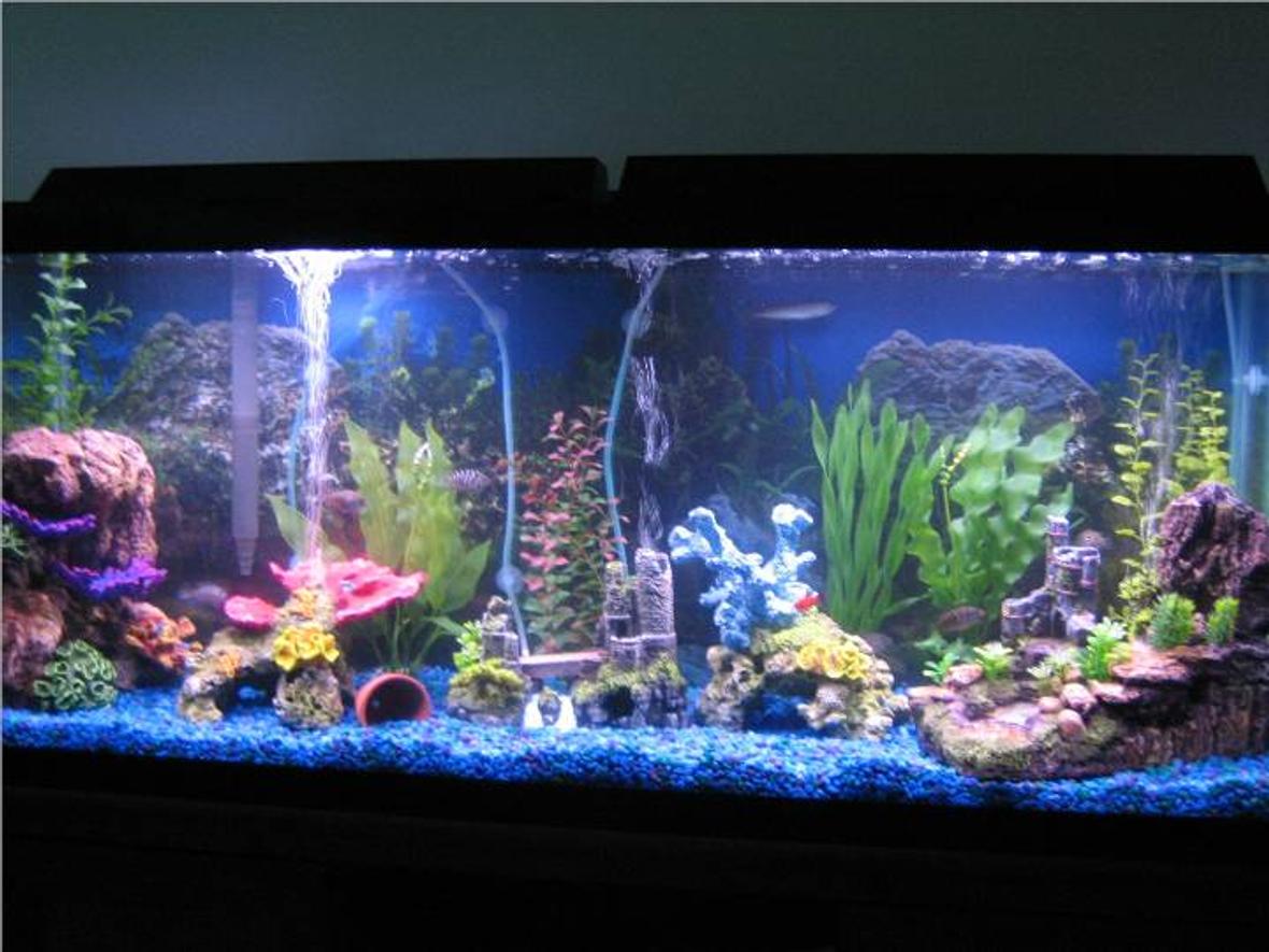 55 gallons freshwater fish tank (mostly fish and non-living decorations) - none