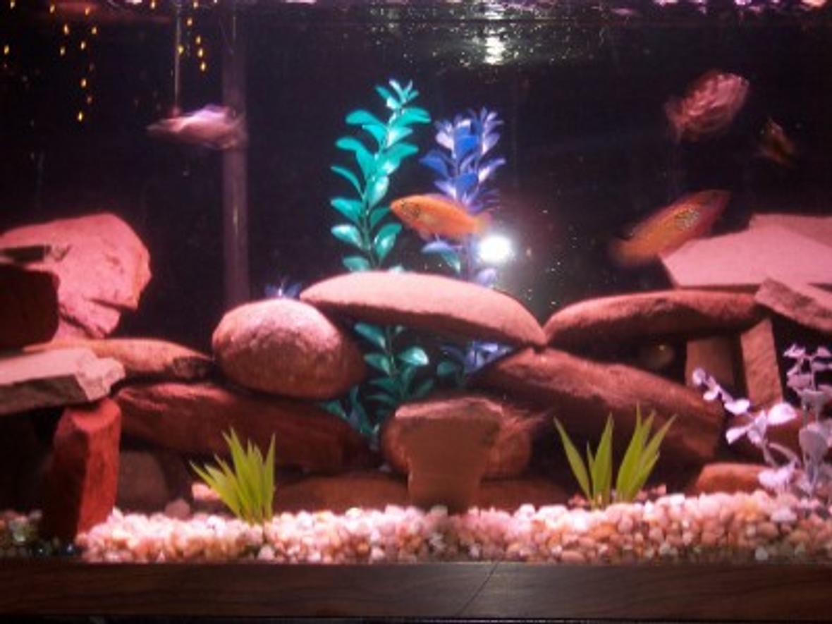 35 gallons freshwater fish tank (mostly fish and non-living decorations) - 35 Gallon African Cichlids. 9 cichlids, 1 snail, 1 pleco. Fake Plants. Whisper 40