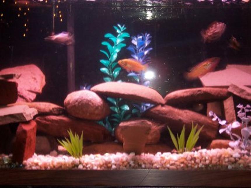 Rated #329: 35 Gallons Freshwater Fish Tank - 35 Gallon African Cichlids. 9 cichlids, 1 snail, 1 pleco.  Fake Plants.  Whisper 40