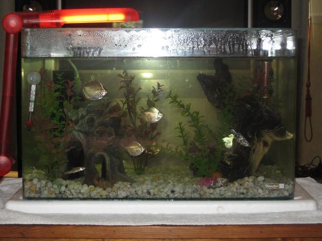 10 gallons freshwater fish tank (mostly fish and non-living decorations) - my new  tank
6 silver dollars, 2 clown loaches and 2 silver sharks
fake plants n driftwood