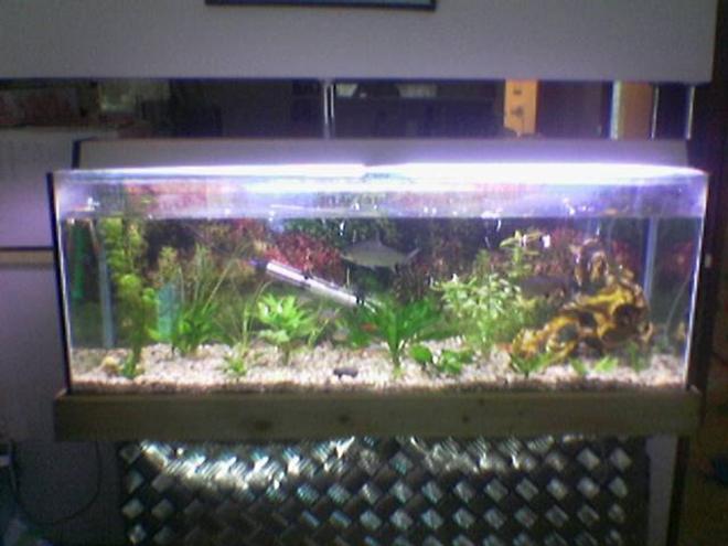 planted tank (mostly live plants and fish) - this is my fish tank i have had it for about 1 year