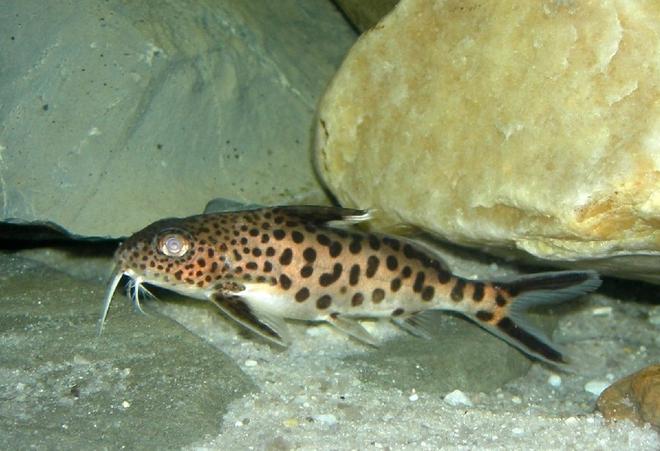 freshwater fish - synodontis multipunctatus - synodontis multipunctatus catfish stocking in 75 gallons tank - one very elusive multipunctatus!
