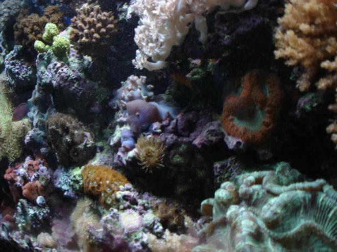 corals inverts - actinodiscus sp. - red mushroom stocking in 55 gallons tank - reef