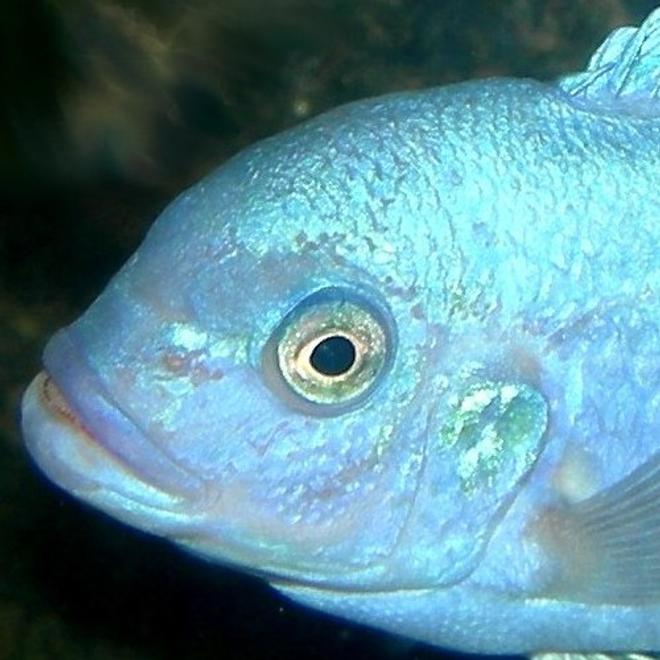 freshwater fish - maylandia callainos - blue cobalt cichlid stocking in 75 gallons tank - Headshot.  Male Pseudotropheus Zebra "cobalt (aka Maylandia or Mettriaclima callainos)  I wish the scientific community would come to a taxonomic concensus already!