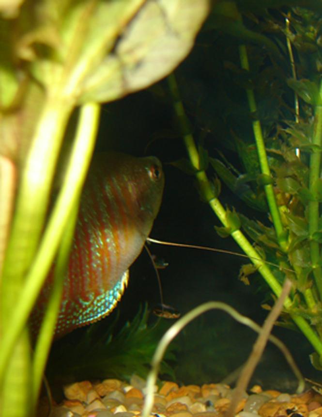 freshwater fish - colisa lalia - dwarf gourami stocking in 29 gallons tank - dwarf gourami named big boy