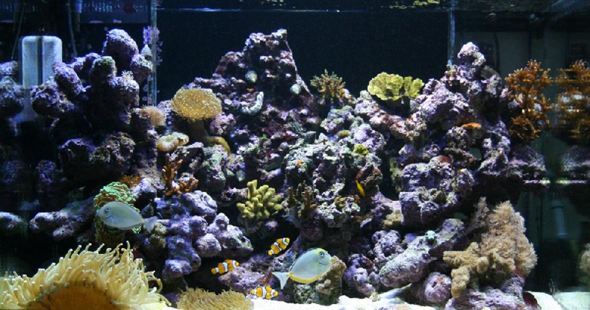 90 gallons reef tank (mostly live coral and fish) - Here is a photo on my Percula 90 tank. This tank started I up in 20 Juli -2005 It contains 35kg LR