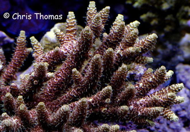 corals inverts - acropora millepora - scripps acropora millepora stocking in 75 gallons tank - Pink/Yellow Milli