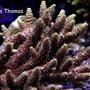 corals inverts - acropora millepora - scripps acropora millepora stocking in 75 gallons tank - Pink/Yellow Milli