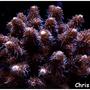 corals inverts - acropora millepora - scripps acropora millepora stocking in 75 gallons tank - Red Milli