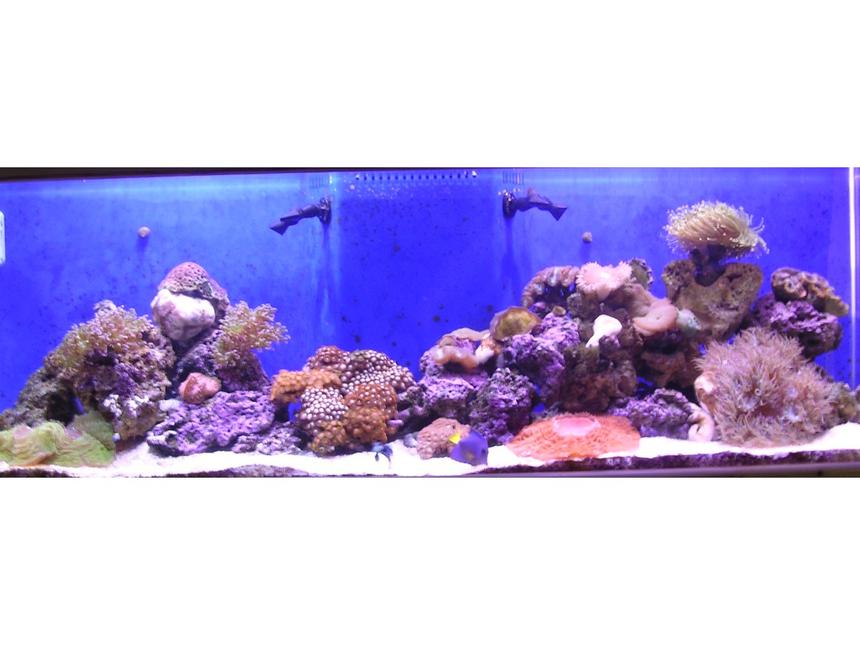 Rated #122: 100 Gallons Reef Tank - updated pick of my 100 gal tank now 6 mo old