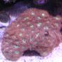 corals inverts - blastomussa merletti - australian big polyp blastomussa stocking in 100 gallons tank - blasto merletti 1 month old