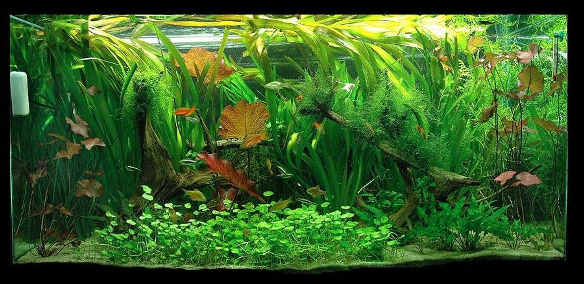 90 gallons planted tank (mostly live plants and fish) - 90g planted tank. CO2 and fertalizers, 2.4 wpg. Running 1 year.