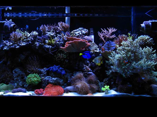 90 gallons reef tank (mostly live coral and fish) - 90 gallon mixed reef tank with two tunze streams, 2 phoenix 14k 250 watt halides.