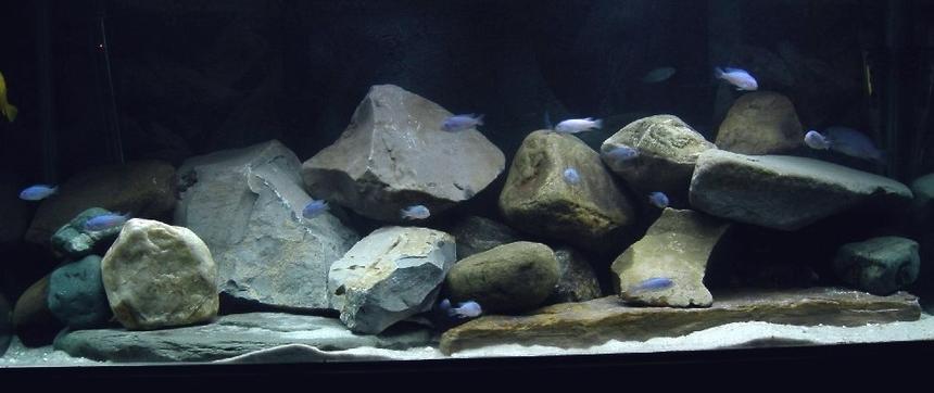 Rated #787: 75 Gallons Freshwater Fish Tank - 75 gallon all mbuna tank.
Homegrown colony of Maylandia callainos. (the adults are hiding)  Sand, rocks, rocks, some more rocks....  doing my best to make it look like lake Malawi.