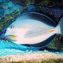 saltwater fish - acanthurus sohal - sohal tang stocking in 75 gallons tank - my 8-9" sohal tang